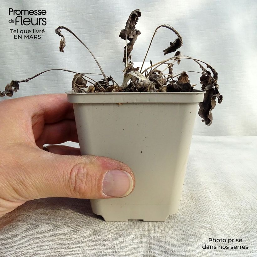 Spécimen de Echinacea Big Kahuna - Echinacée Godet de 8/9 cm tel que livré en hiver