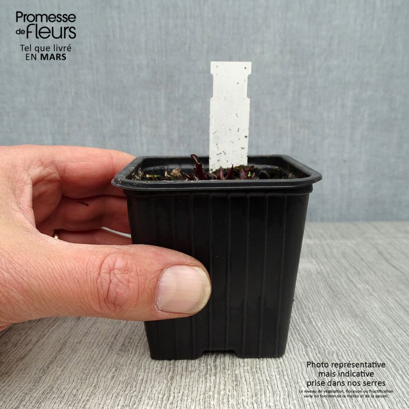 Spécimen de Echinacea Butterfly Kisses - Echinacée Godet de 8/9 cm tel que livré au printemps