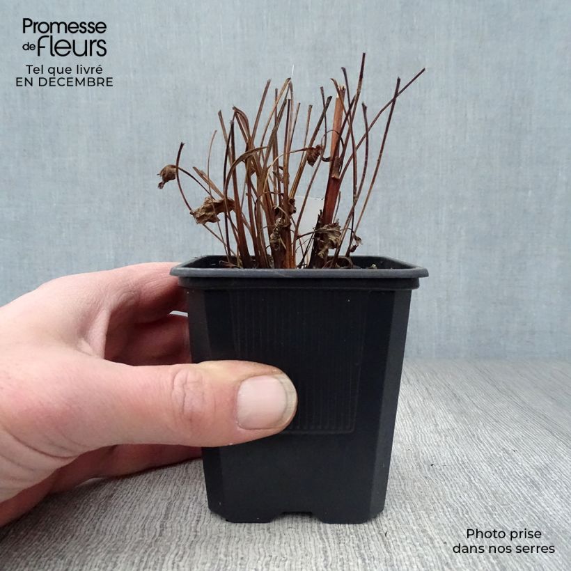 Spécimen de Echinacea Butterfly Kisses - Echinacée Godet de 8/9 cm tel que livré en hiver