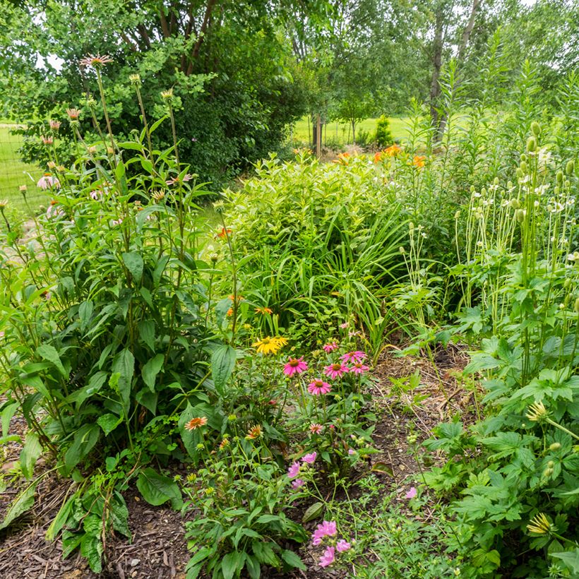 Echinacea Cheyenne Spirit - Echinacée (Port)