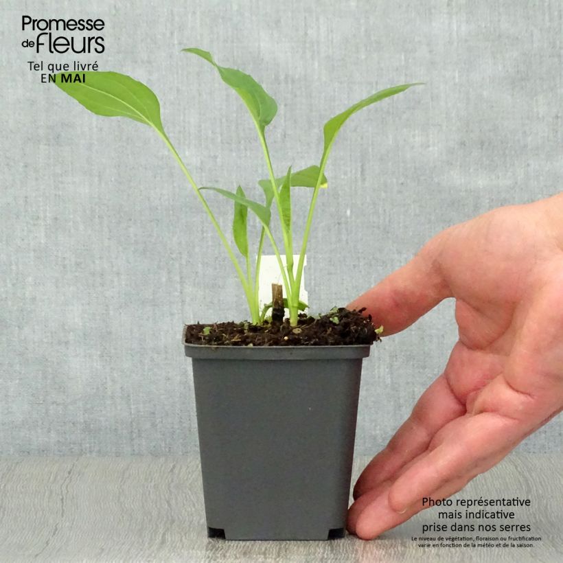 Spécimen de Echinacea Chiquita - Echinacée Godet de 8/9 cm tel que livré au printemps