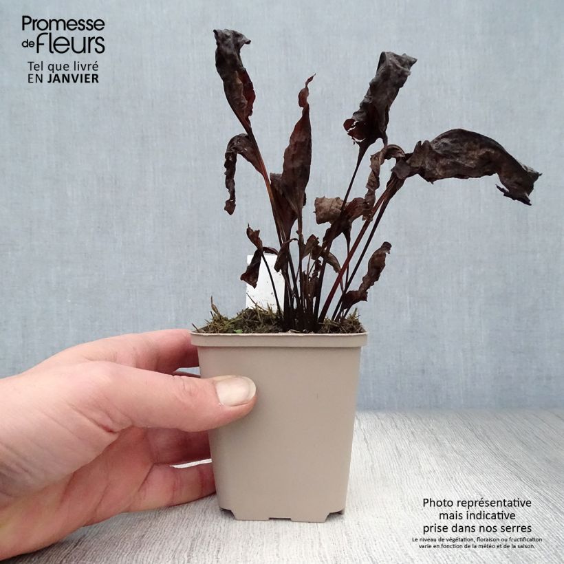 Spécimen de Echinacea Eccentric - Echinacée Godet de 8/9 cm tel que livré en hiver