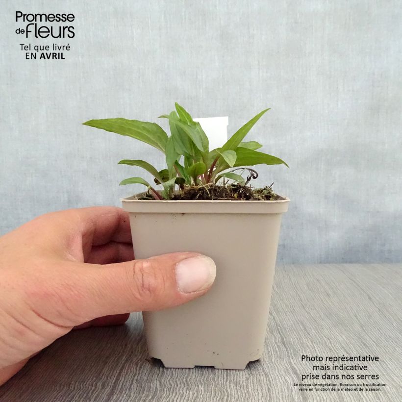 Spécimen de Echinacea Eccentric - Echinacée Godet de 8/9 cm tel que livré au printemps