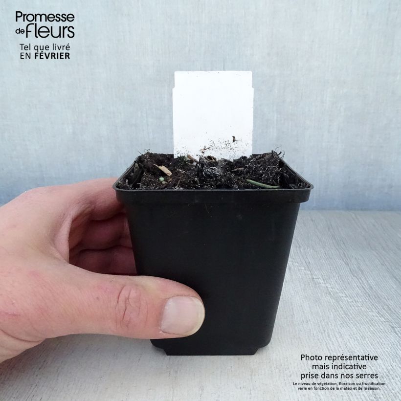 Spécimen de Echinacea Fatal Attraction - Echinacée Godet de 8/9 cm tel que livré en hiver