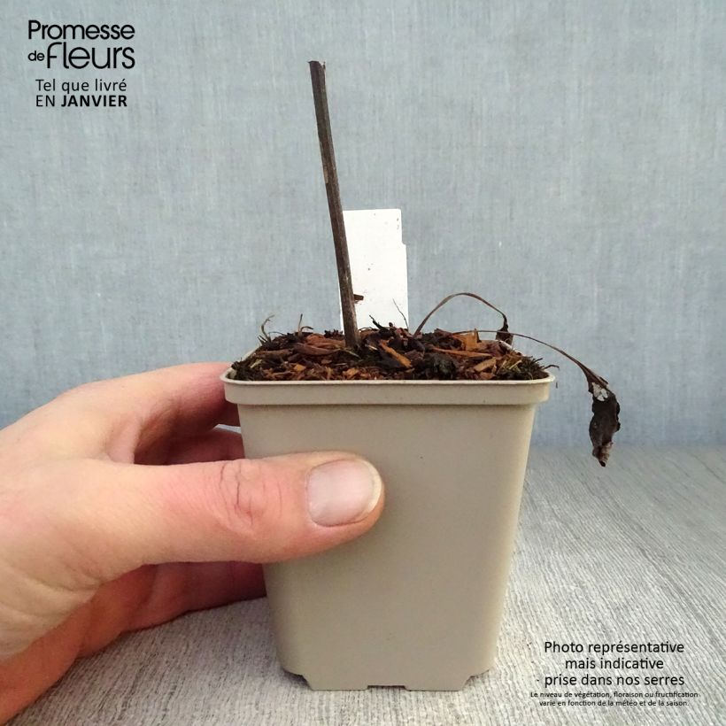 Spécimen de Echinacea Fragrant Angel - Echinacée Godet de 8/9 cm tel que livré en hiver