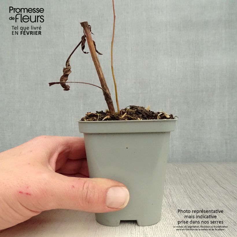 Spécimen de Echinacea Green Envy - Echinacée Godet de 8/9 cm tel que livré en hiver