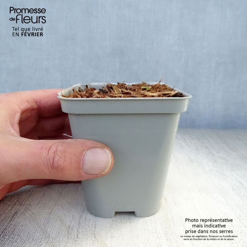 Spécimen de Echinacea Green Jewel - Echinacée Godet de 8/9 cm tel que livré en hiver