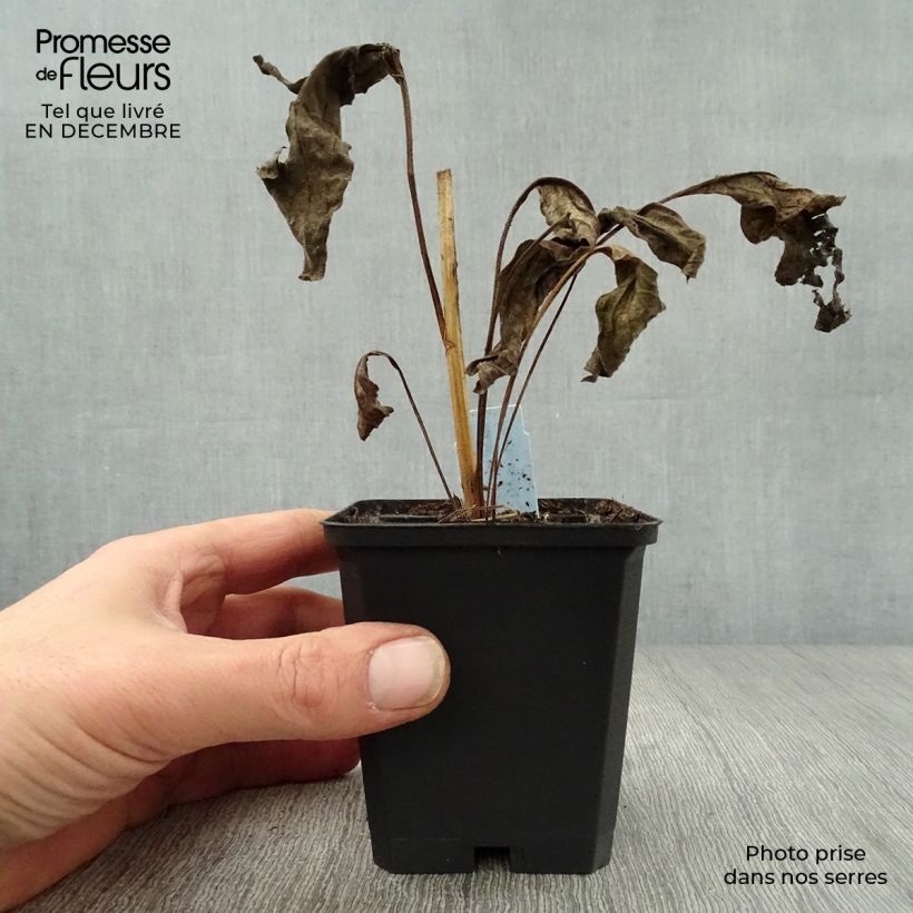 Spécimen de Echinacea Harvest Moon - Echinacée Godet de 8/9 cm tel que livré en hiver