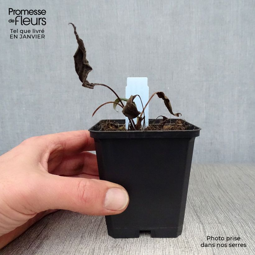 Spécimen de Echinacea Hot Papaya - Echinacée Godet de 8/9 cm tel que livré en hiver