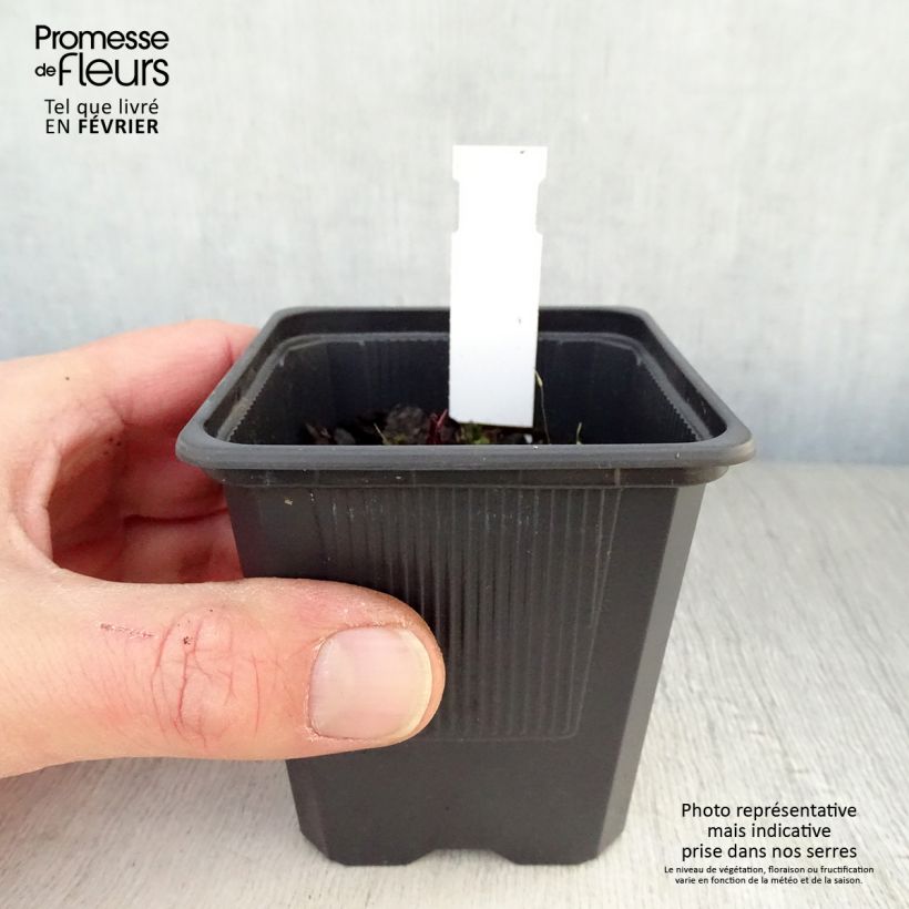 Spécimen de Echinacea Hot Summer - Echinacée Godet de 8/9 cm tel que livré en hiver