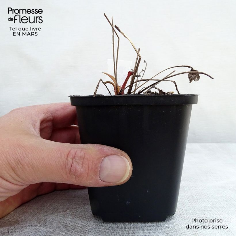 Spécimen de Echinacea Julia - Echinacée Godet de 8/9 cm tel que livré au printemps