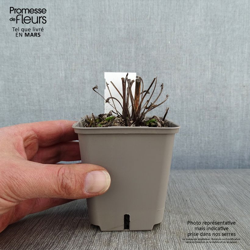 Spécimen de Echinacea Kismet blanc (White) - Echinacée Godet de 8/9 cm tel que livré en hiver