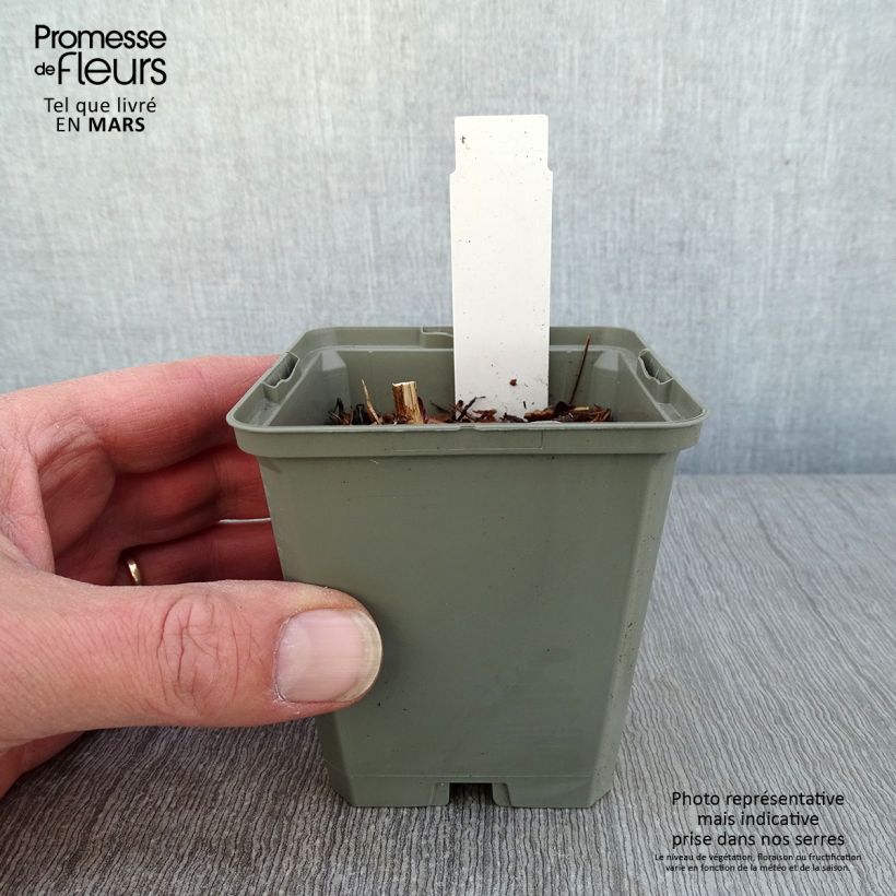 Spécimen de Echinacea Marmalade - Echinacée Godet de 8/9 cm tel que livré en hiver