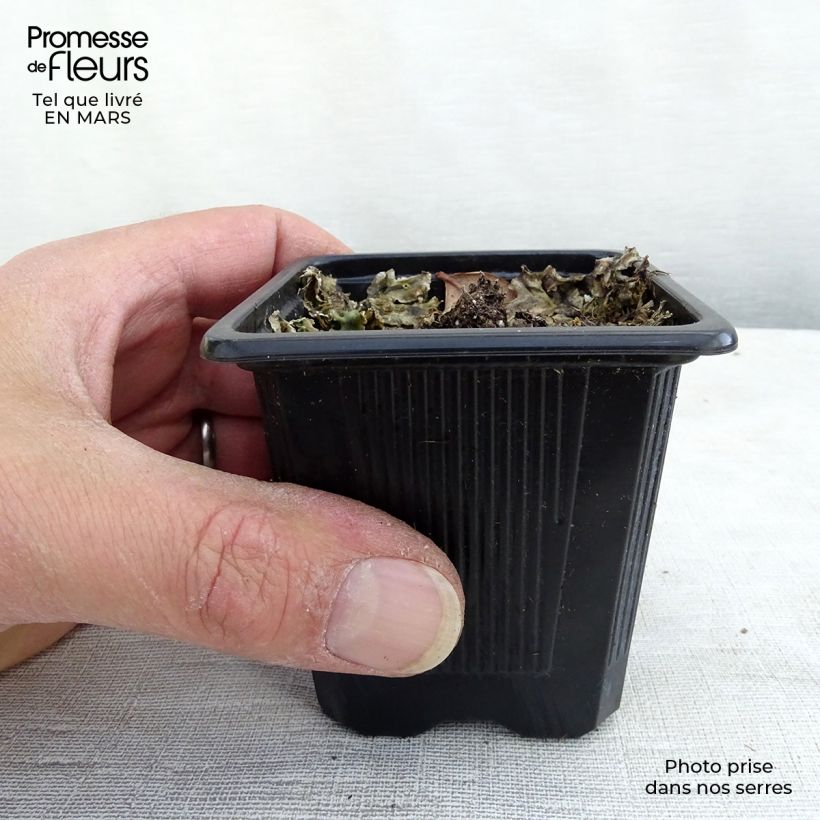 Spécimen de Echinacea Maxima - Echinacée Godet de 8/9 cm tel que livré au printemps