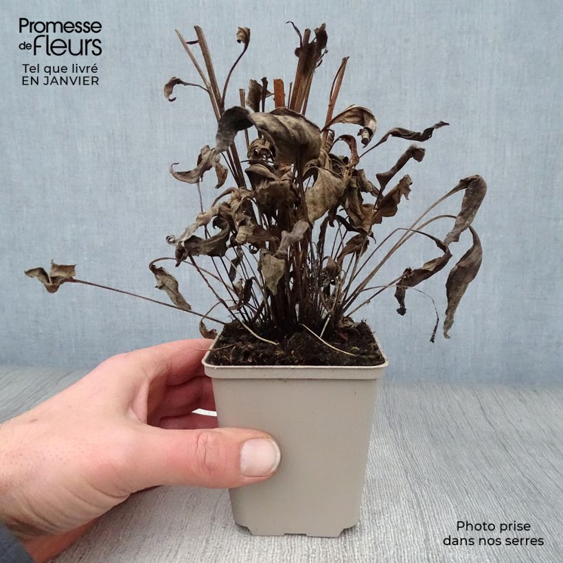 Spécimen de Echinacea Orange Skipper - Echinacée Godet de 8/9 cm tel que livré en hiver