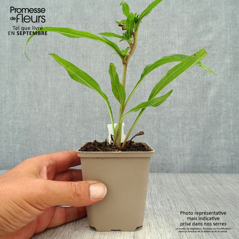 Spécimen de Echinacea Prima Ginger Godet de 8/9 cm tel que livré en automne