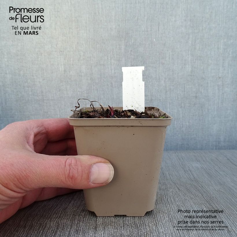 Spécimen de Echinacea Prima Ginger Godet de 8/9 cm tel que livré en hiver