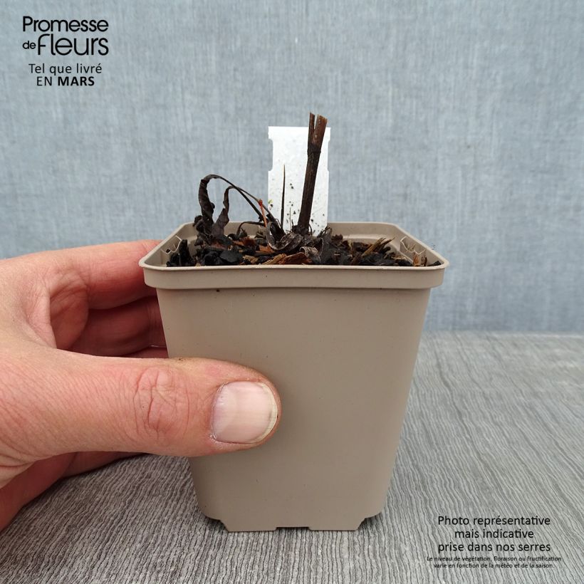 Spécimen de Echinacea Prima Ruby - Echinacée Godet de 8/9 cm tel que livré en hiver