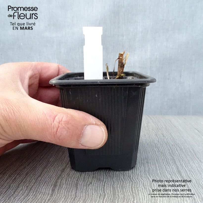 Spécimen de Echinacea Prima Ruby - Echinacée Godet de 8/9 cm tel que livré au printemps