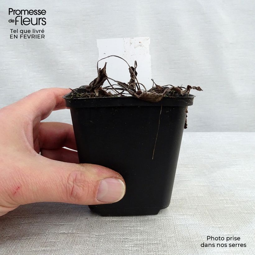 Spécimen de Echinacea Purity - Echinacée Godet de 8/9 cm tel que livré en hiver