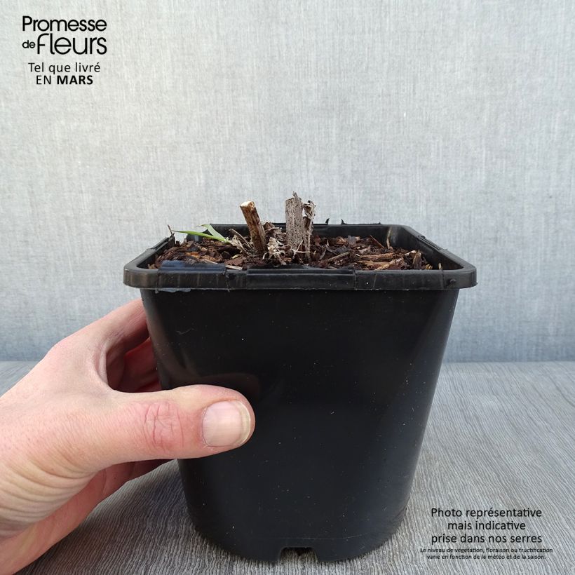 Spécimen de Echinacea SunSeekers Apple Green - Echinacée Pot de 1,5L/2L tel que livré en hiver