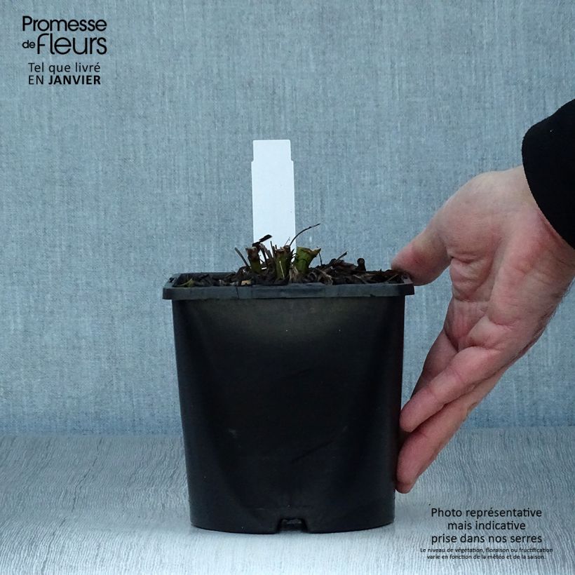 Spécimen de Echinacea SunSeekers Salmon - Echinacée Pot de 2L/3L tel que livré en hiver