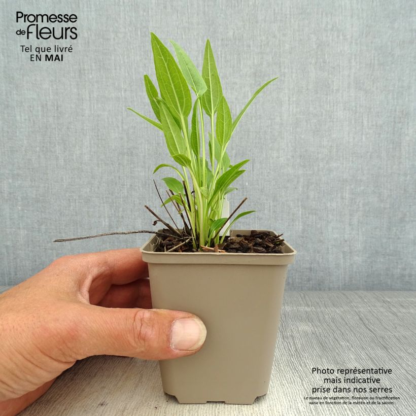 Spécimen de Echinacea Sunny Meadow Mama - Echinacée Godet de 8/9 cm tel que livré au printemps