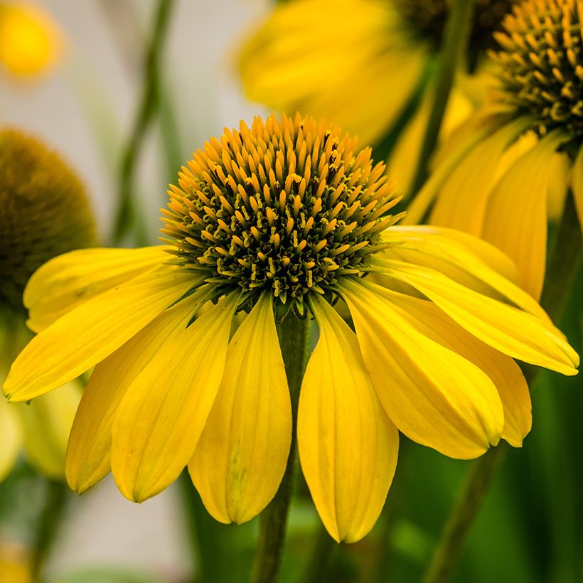 Echinacea Sunny Meadow Mama - Echinacée (Floraison)