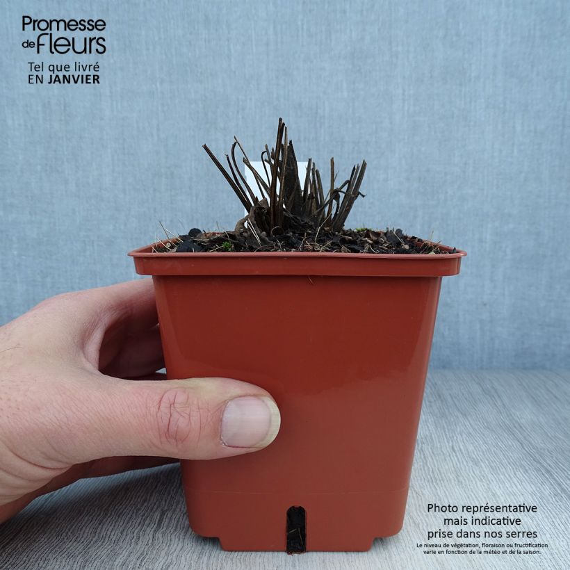 Spécimen de Echinacea Sunseekers Tequila Sunrise - Echinacée Pot de 1L/1,5L tel que livré en hiver