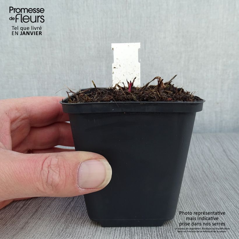 Spécimen de Echinacea Sweet Sandia - Echinacée Godet de 8/9 cm tel que livré en hiver