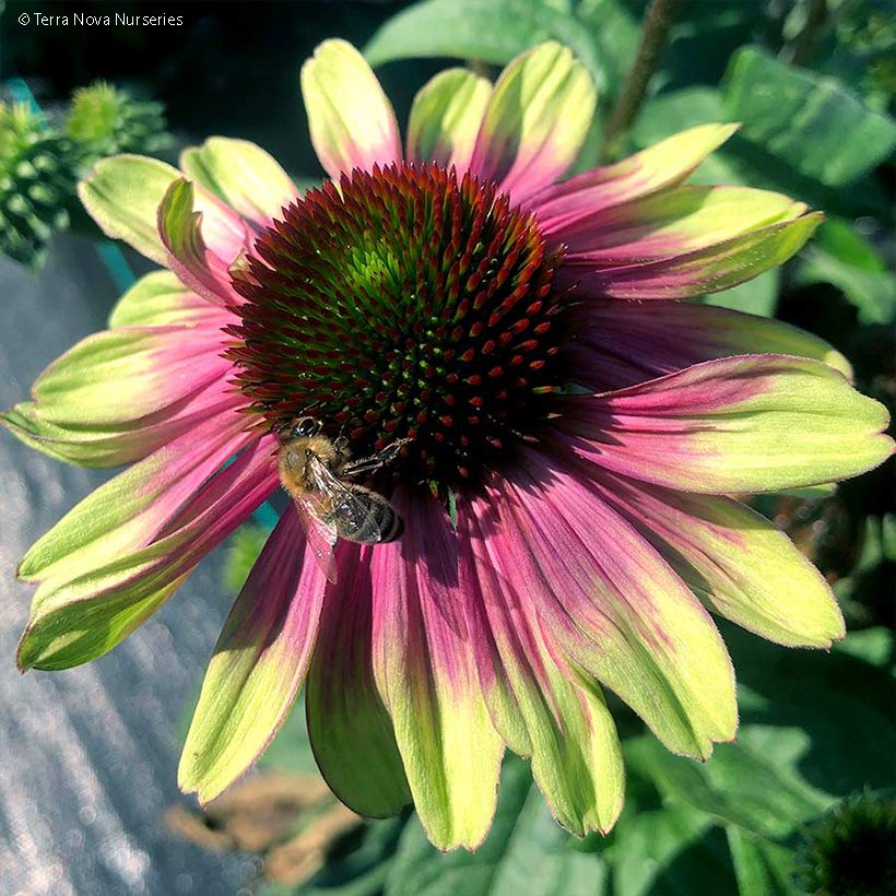 Echinacea Sweet Sandia - Echinacée (Floraison)