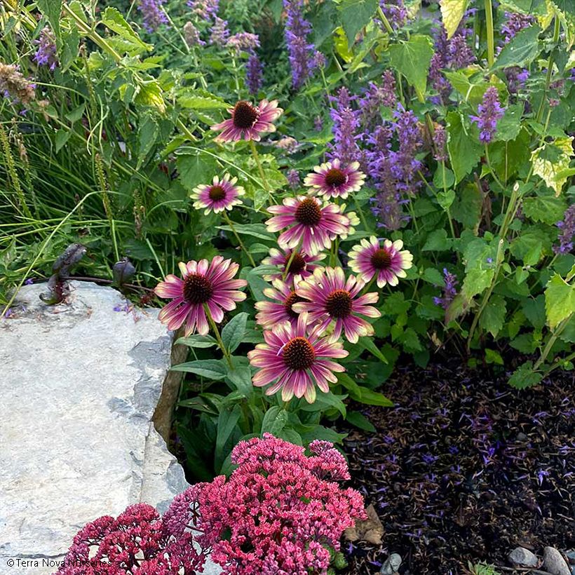 Echinacea Sweet Sandia - Echinacée (Port)