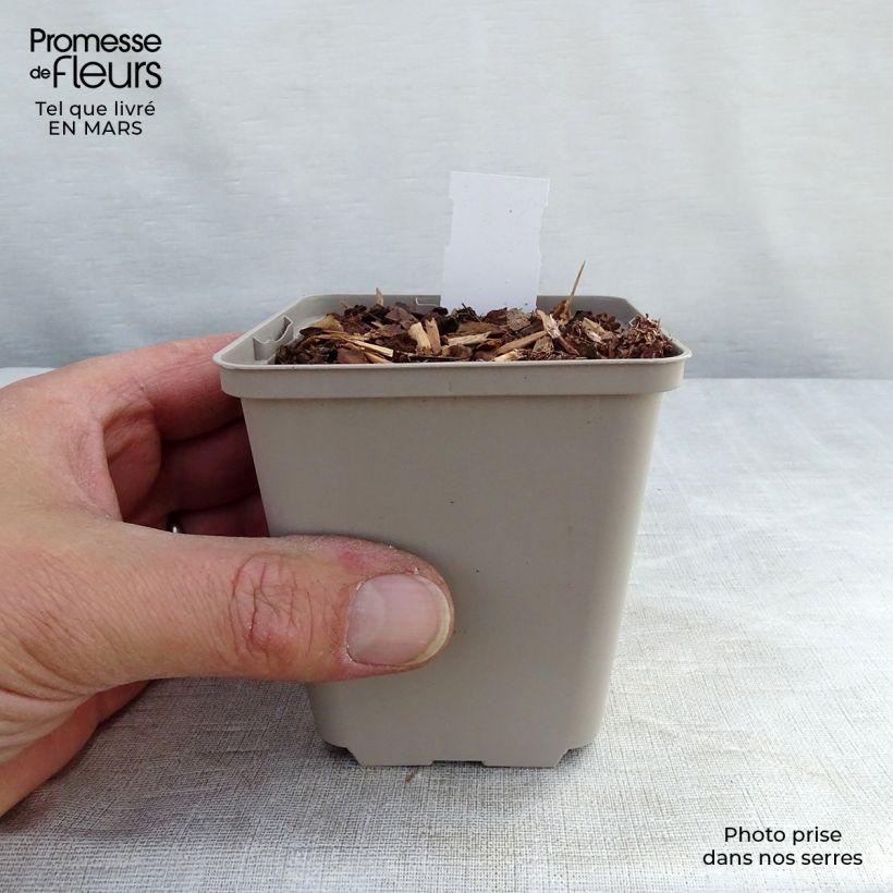 Spécimen de Echinacea Tiki Torch - Echinacée Godet de 8/9 cm tel que livré en hiver