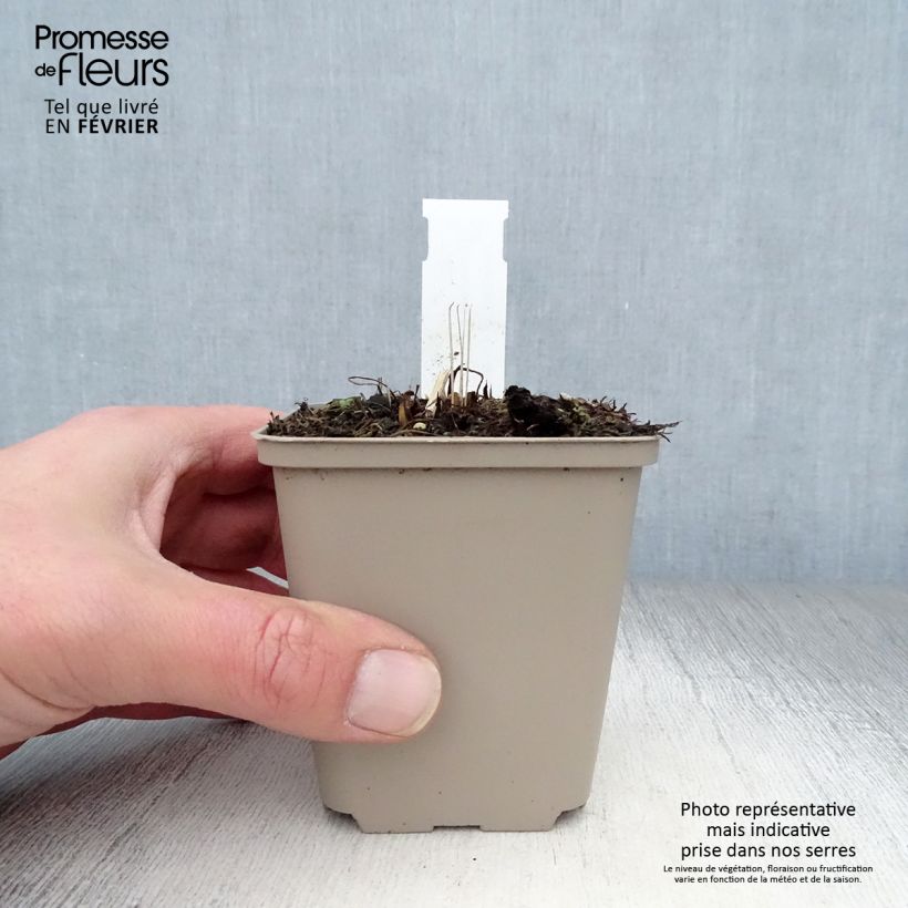 Spécimen de Echinacea Tomato Soup - Echinacée Godet de 8/9 cm tel que livré en hiver