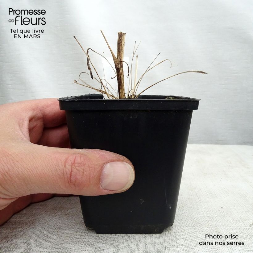 Echinacea Tweety Maceta de 8/9 cm Ejemplar entregado en la primavera