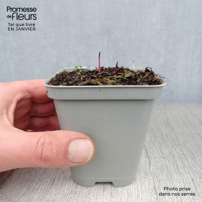 Spécimen de Echinacea pallida - Echinacée Godet de 8/9 cm tel que livré en hiver