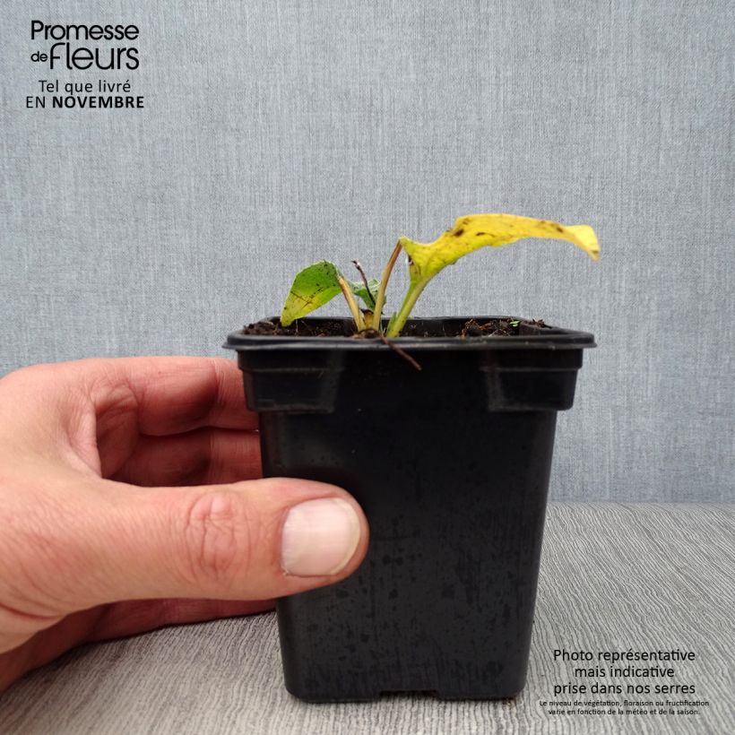 Spécimen de Echinacea purpurea Alba - Echinacée Godet de 7/8 cm tel que livré en automne