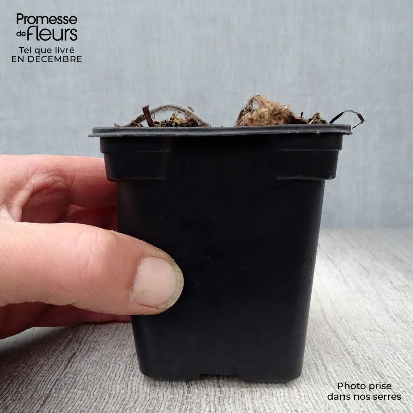 Spécimen de Echinacea purpurea Alba - Echinacée Godet de 7/8 cm tel que livré en hiver