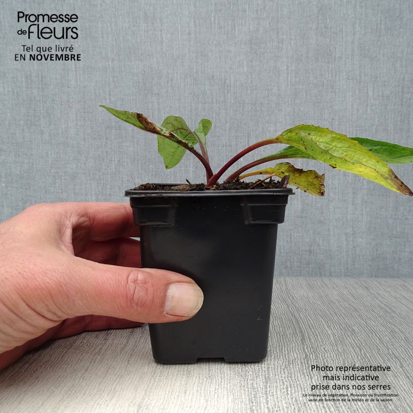 Spécimen de Echinacea purpurea - Echinacée pourpre Godet de 7/8 cm tel que livré en automne