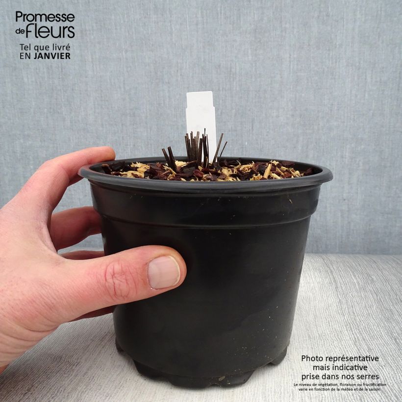 Spécimen de Echinacea purpurea - Echinacée pourpre Pot de 2L/3L tel que livré en hiver