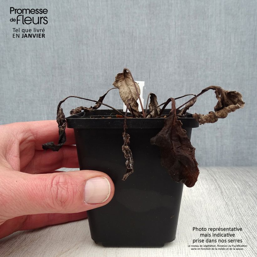 Spécimen de Echinacea purpurea Espinoso Green - Echinacée Godet de 8/9 cm tel que livré en hiver