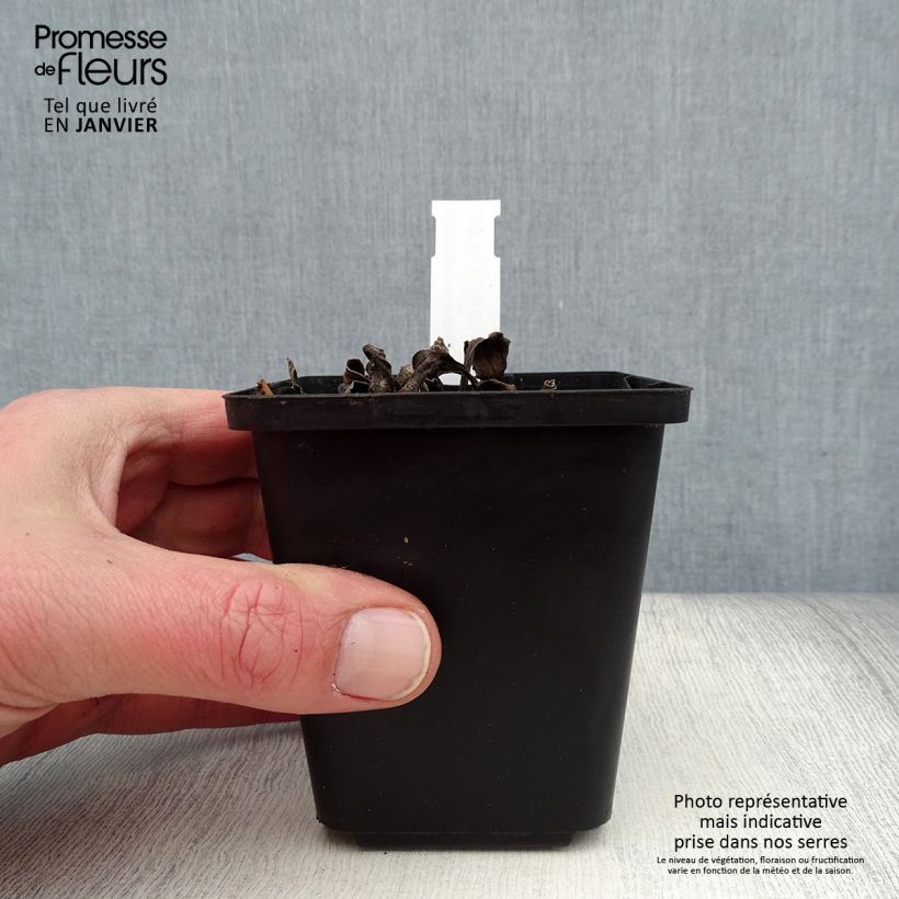 Spécimen de Echinacea purpurea Espinoso Yellow - Echinacée Godet de 8/9 cm tel que livré en hiver