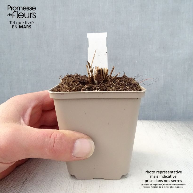 Spécimen de Echinacea purpurea Funky Yellow - Echinacée Godet de 8/9 cm tel que livré au printemps