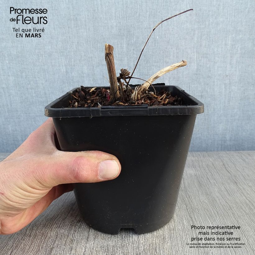Spécimen de Echinacea Green Twister - Echinacée Pot de 1,5L/2L tel que livré en hiver