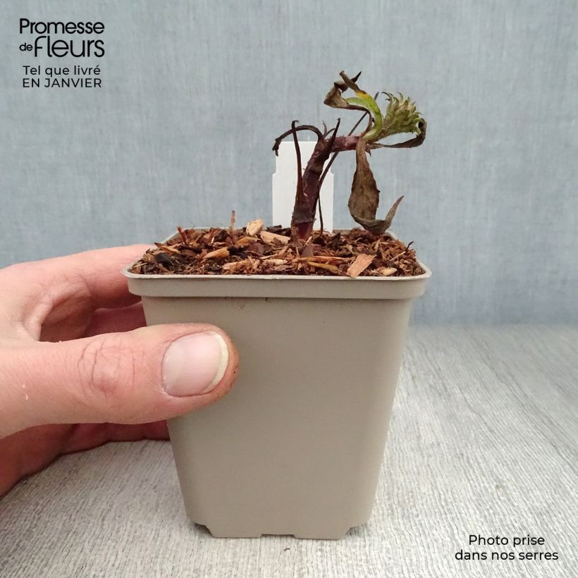 Spécimen de Echinacea purpurea Irresistible - Echinacée Godet de 8/9 cm tel que livré en hiver