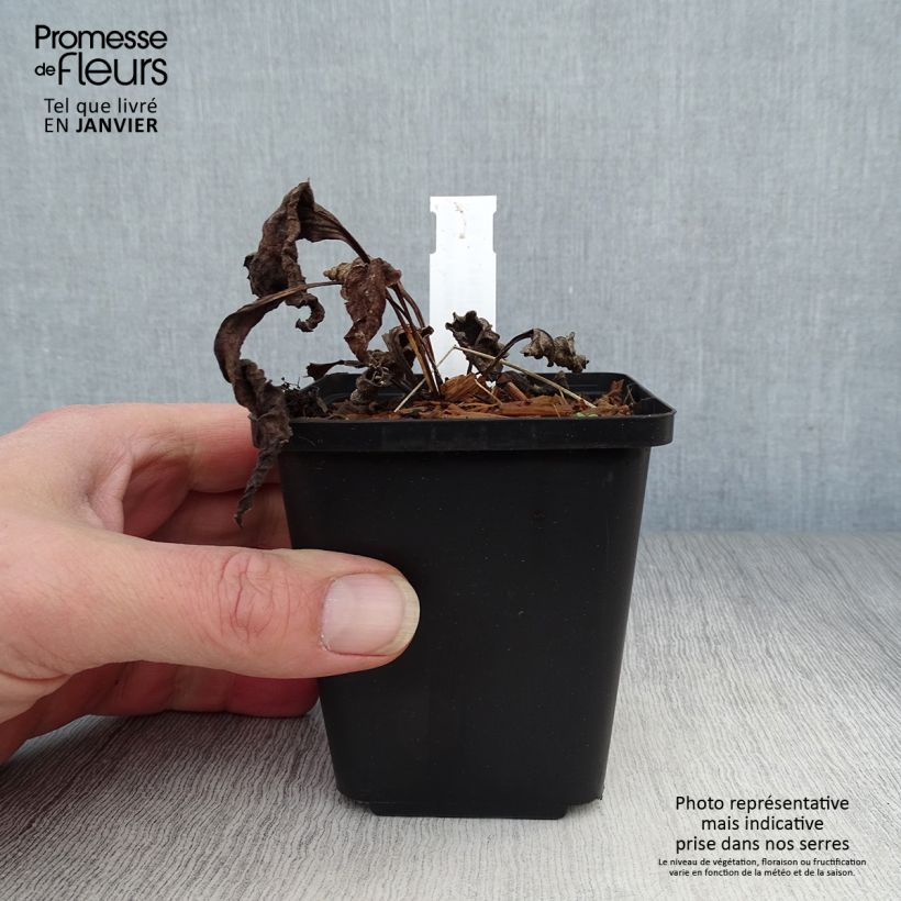 Spécimen de Echinacea purpurea Leuchtstern - Echinacée Godet de 8/9 cm tel que livré en hiver