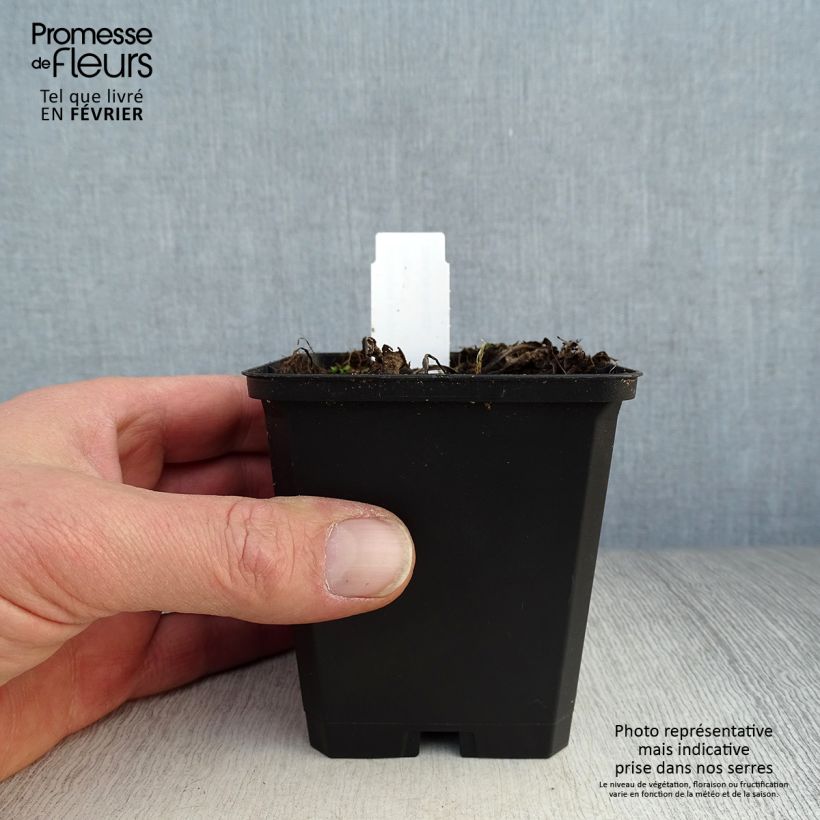 Spécimen de Echinacea purpurea Little Magnus - Echinacée Godet de 8/9 cm tel que livré en hiver