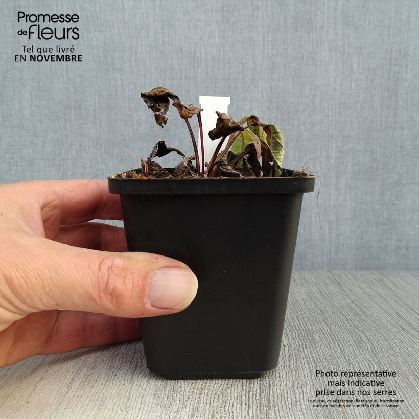 Spécimen de Echinacea purpurea Magnus - Echinacée Godet de 8/9 cm tel que livré en automne