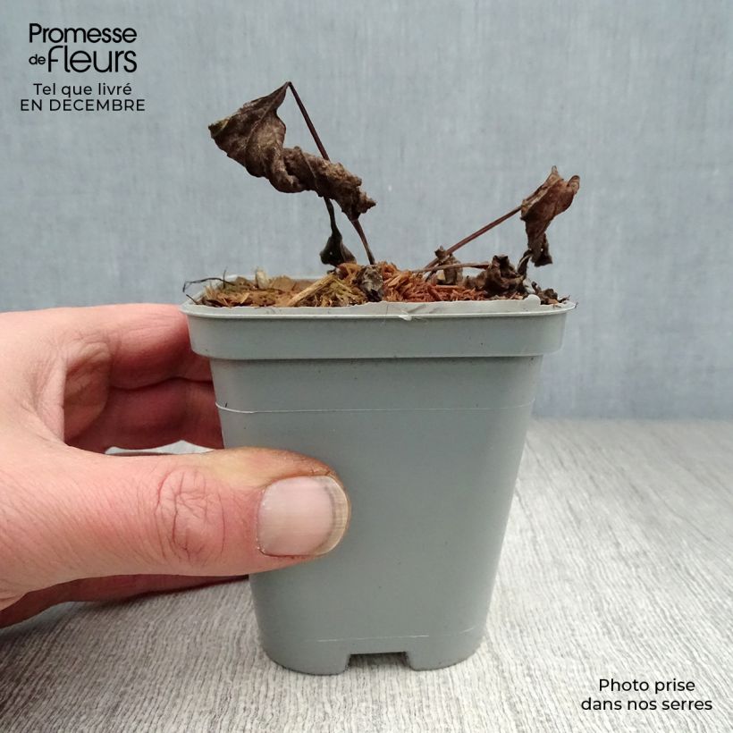 Spécimen de Echinacea purpurea Magnus - Echinacée Godet de 8/9 cm tel que livré en hiver