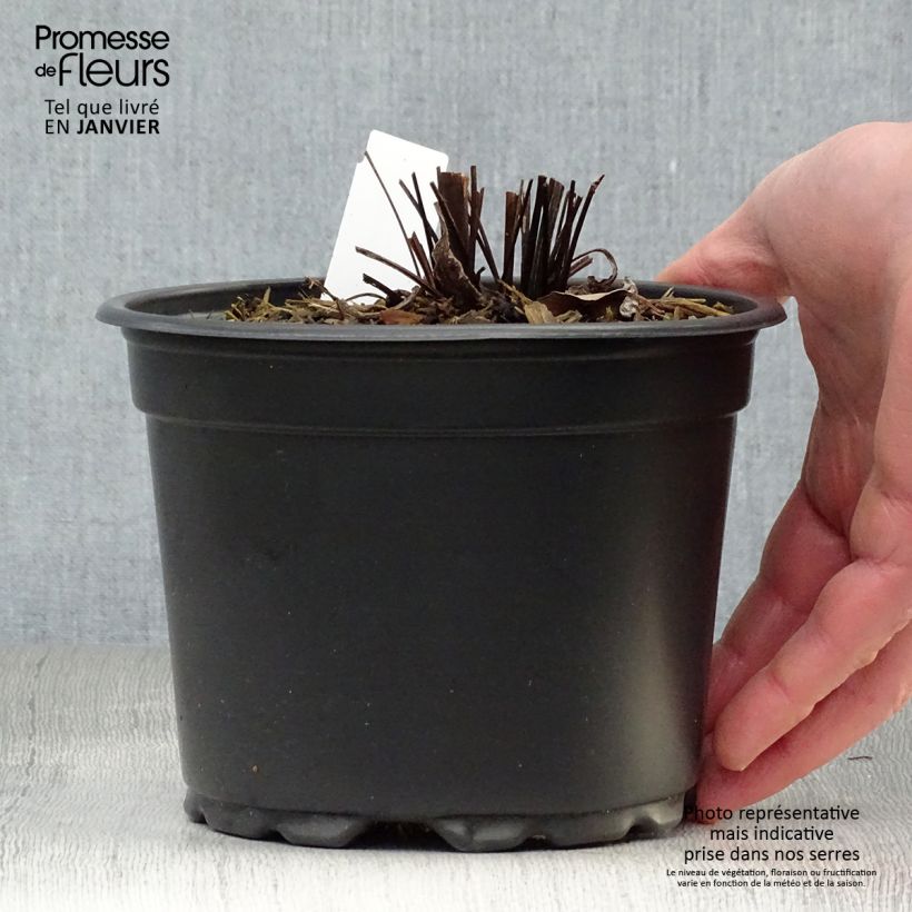 Spécimen de Echinacea purpurea Magnus - Echinacée Pot de 2L/3L tel que livré en hiver